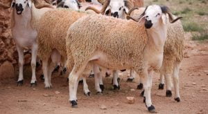 هــام جدا للمغاربة قبل شراء “أكباش العيد”