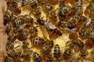 Disparition mystérieuse des abeilles