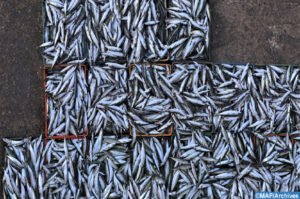 Exportations des produits de la mer: un CA record de 24,2 MMDH en 2021