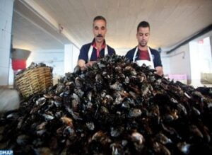 Agadir: le Maroc et le Japon renforcent leur coopération en matière de conchyliculture