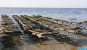 Dakhla: Levée de l’interdiction de la récolte et commercialisation des coquillages