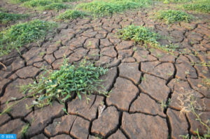 Agriculture : Des mesures d’urgence pour faire face à l’impact du déficit des pluies