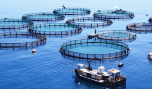 Agadir : 2èmeédition du Forum de l’aquaculture