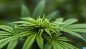 Gouvernement: Adoption d’un projet de décret relatif à l’usage licite du cannabis