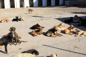 Agadir : Projet de réalisation d’un refuge des chiens et chats errants