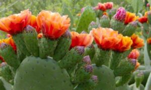 Ait Baâmrane : Le cactus l’or vert, une source de vie