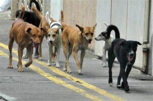 Les chiens errants continuent de faire des victimes sur la plage d&rsquo;Agadir.
