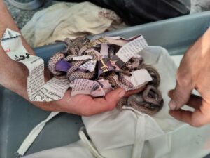 INTERCEPTION A L&rsquo;AEROPORT MARRAKECH-MENARA  D’UN IMPORTANT LOT DE REPTILES DESTINES A UN TRAFIC ILLEGAL