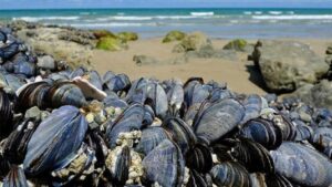 Agadir : Interdiction de la récolte et de la commercialisation des coquillages issus des zones Tamri-Cap Ghir et Imi Ouaddar