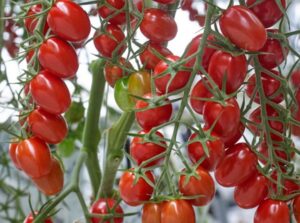 Agadir : Le groupe belge Den Berk Délice crée une structure de production de tomate snack