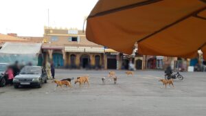 La ville de Tiznit devient une zone propice à la prolifération des chiens errants, alertent des acteurs des droits humains