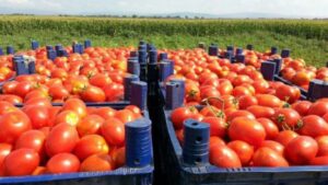 Chtouka : Les producteurs de tomates dénoncent la suspension des subventions et mettent en garde contre une hausse des prix.