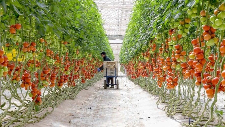 Chtouka Ait Baha: Evaluation  des dégâts causés par les vents violents aux exploitations agricoles